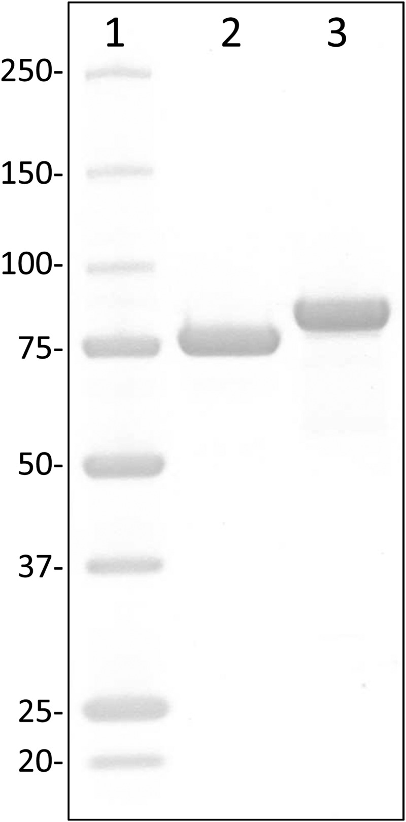 FIG 1