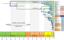 Divergence times and evolution of nesting specialization of Myrmelachista.