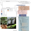 Phylogeny of Myrmelachista showing the major clades and instances of obligatory symbionts.