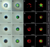 Fig 6