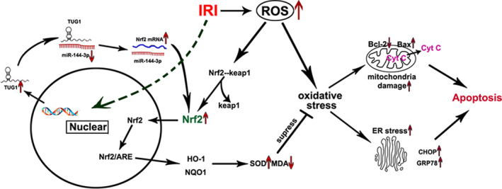 FIGURE 11