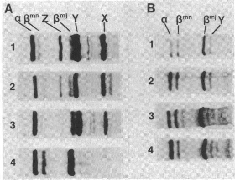 graphic file with name pnas00302-0333-b.jpg