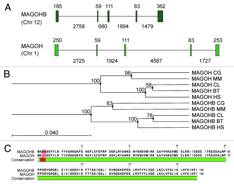 graphic file with name rna-10-1291-g1.jpg