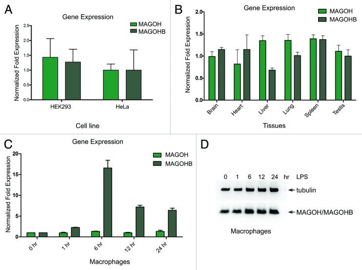 graphic file with name rna-10-1291-g2.jpg