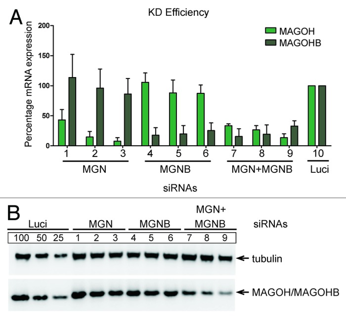 graphic file with name rna-10-1291-g4.jpg