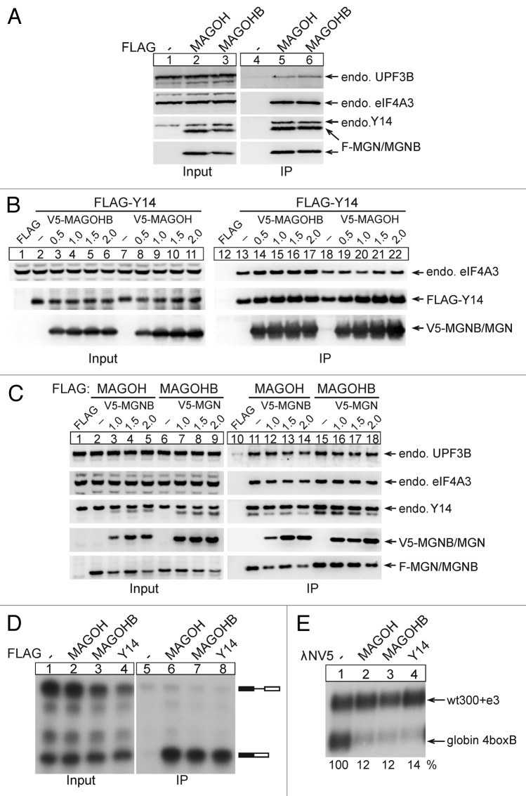 graphic file with name rna-10-1291-g3.jpg