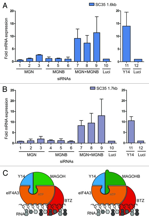 graphic file with name rna-10-1291-g5.jpg