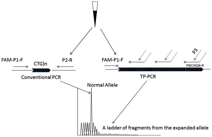 FIGURE 1