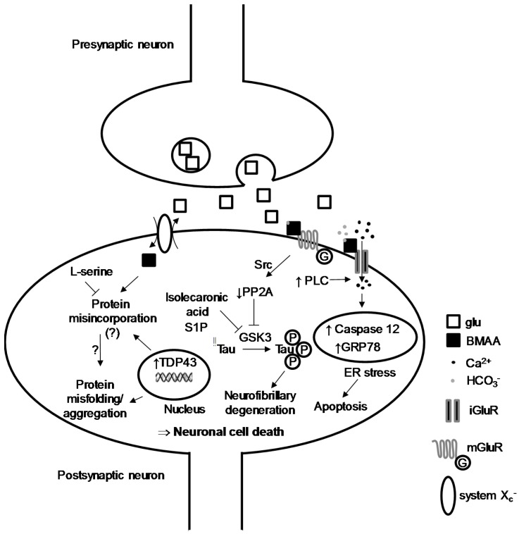 Cellular and Molecular Aspects of the β-N-Methylamino-l-alanine (BMAA ...