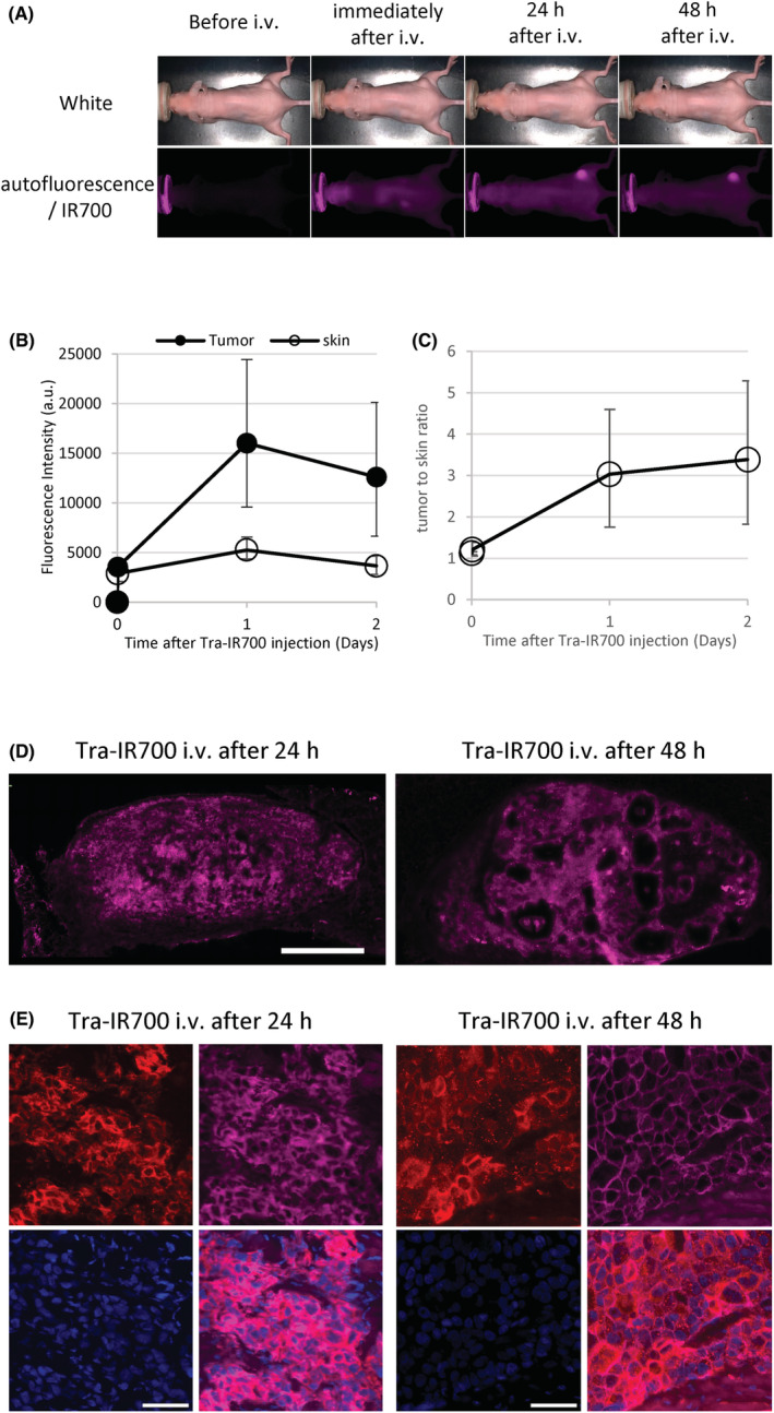 FIGURE 3