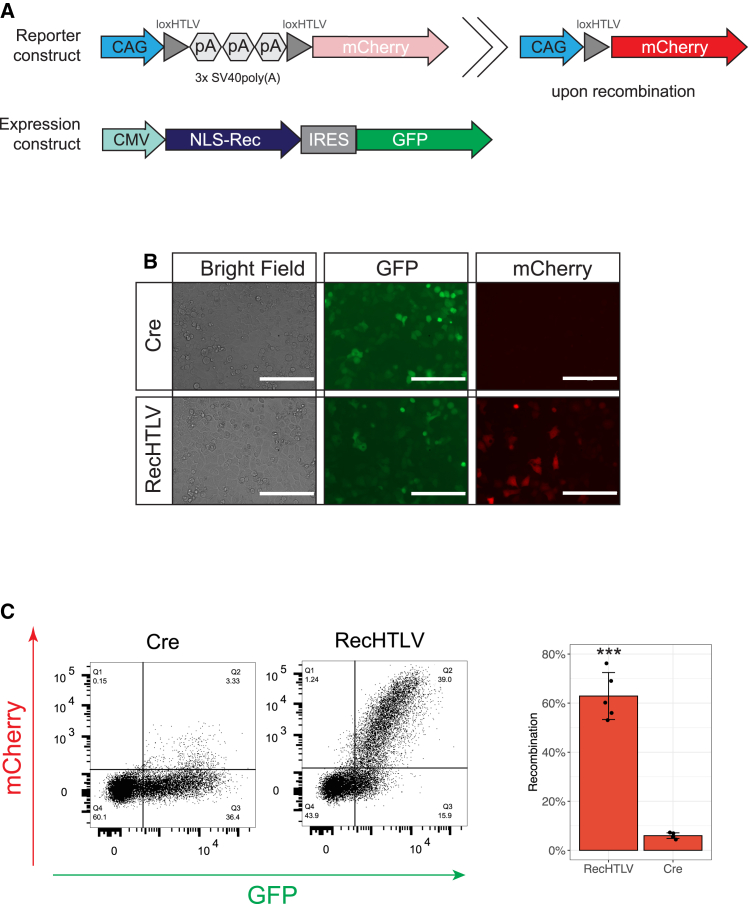 Figure 3