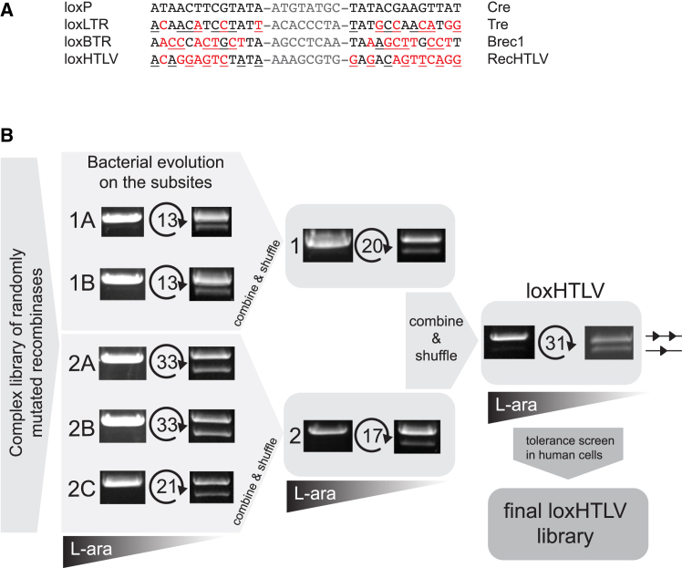 Figure 1