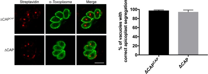 Figure 6—figure supplement 1.