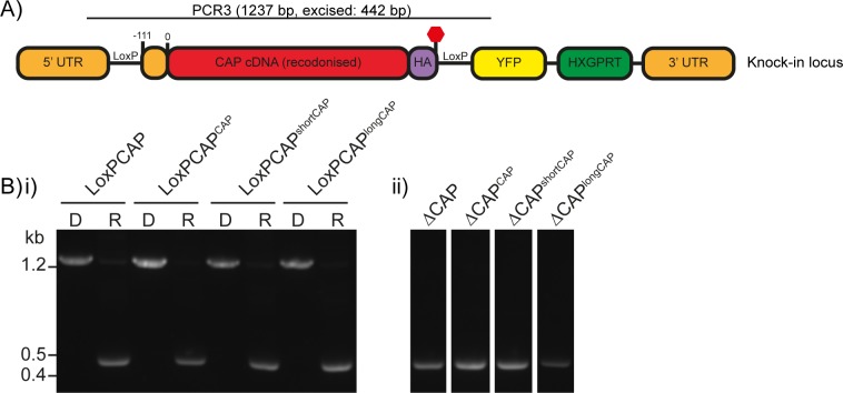 Figure 3—figure supplement 1.