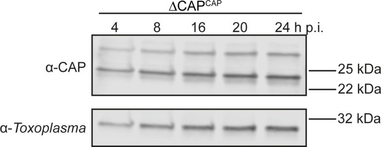 Figure 3—figure supplement 2.