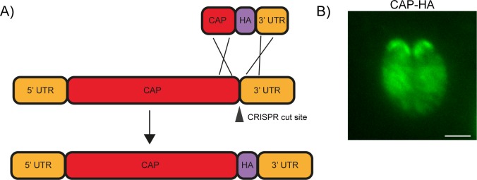 Figure 1—figure supplement 1.