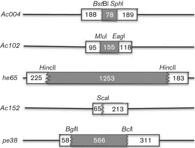 Fig. 1. 