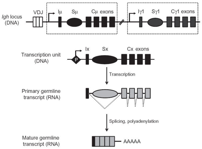 Figure 1.3