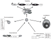 Figure 1.7