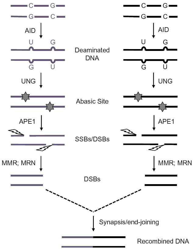 Figure 1.5