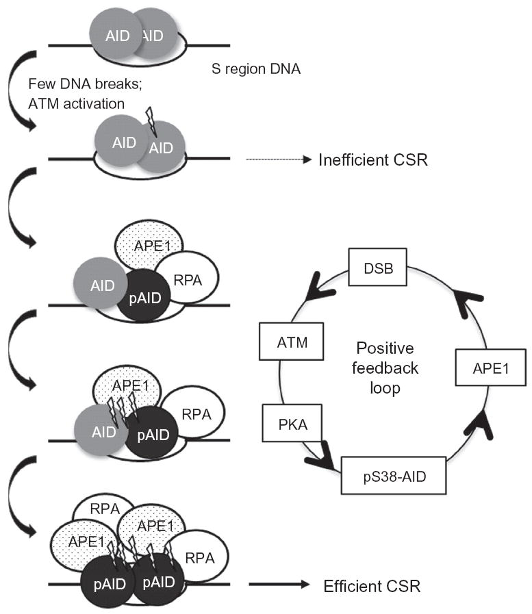 Figure 1.6