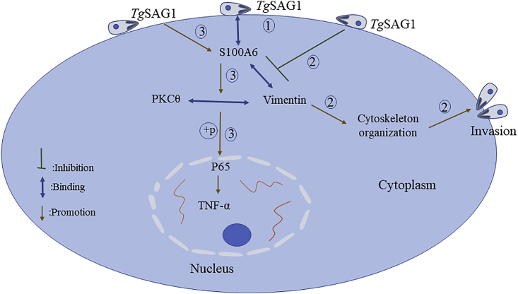 Figure 10