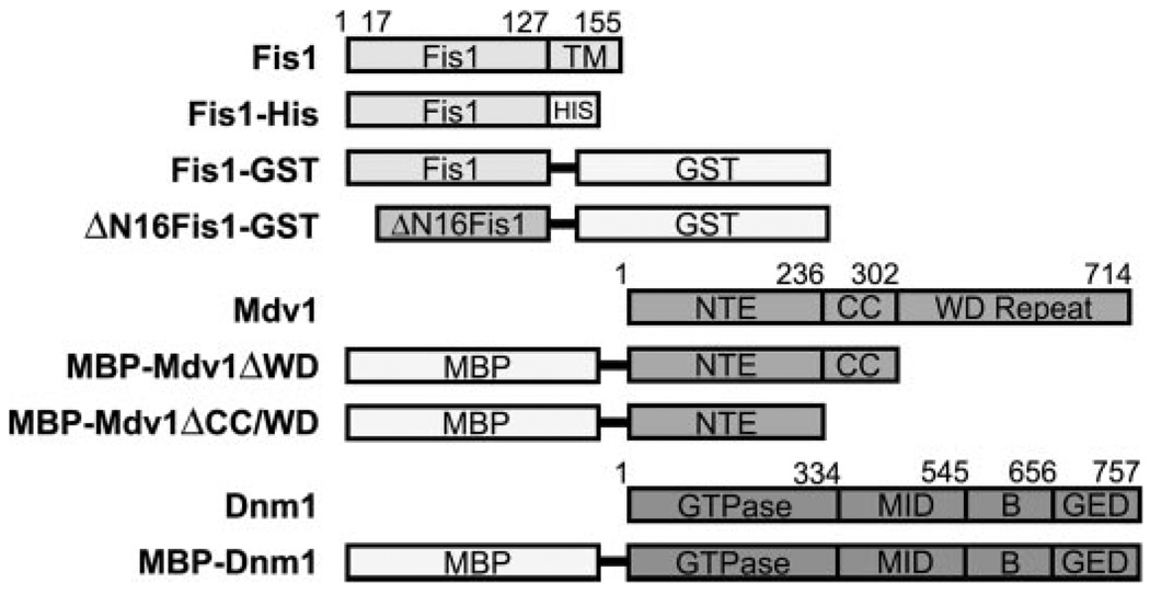 FIGURE 1