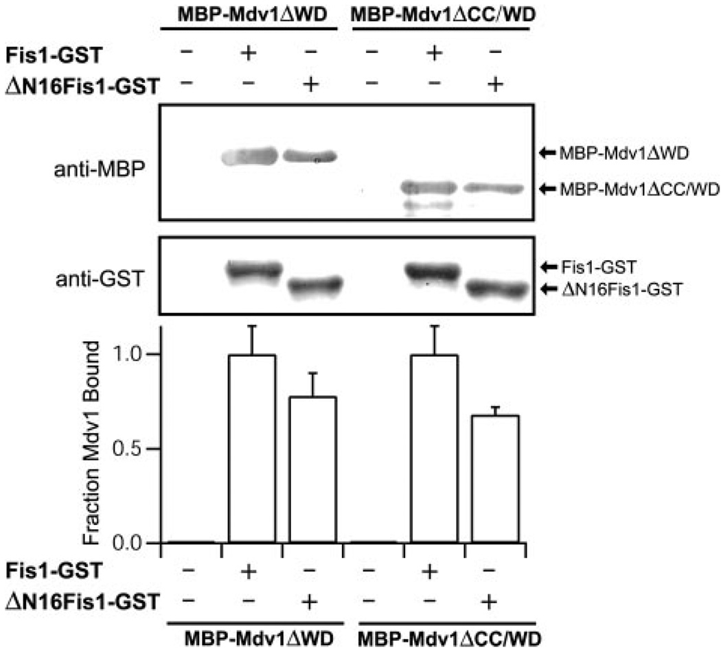 FIGURE 4