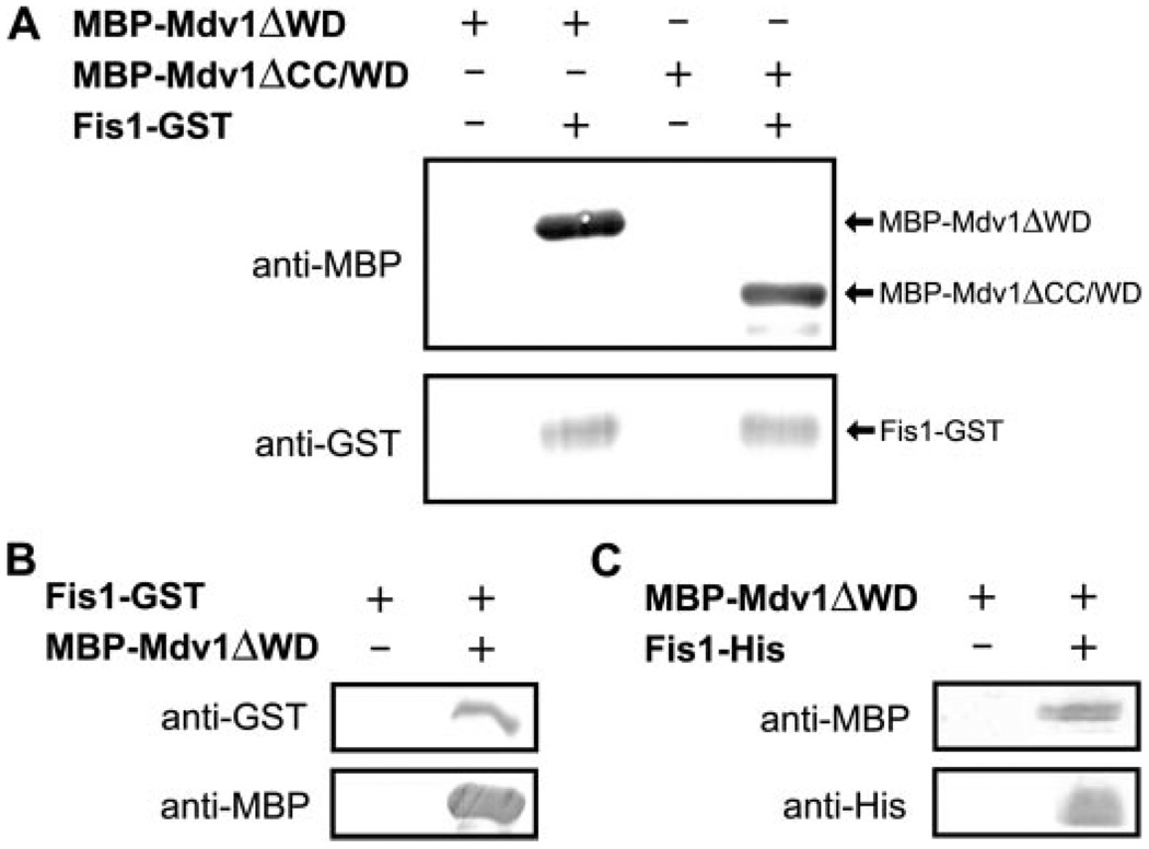 FIGURE 2