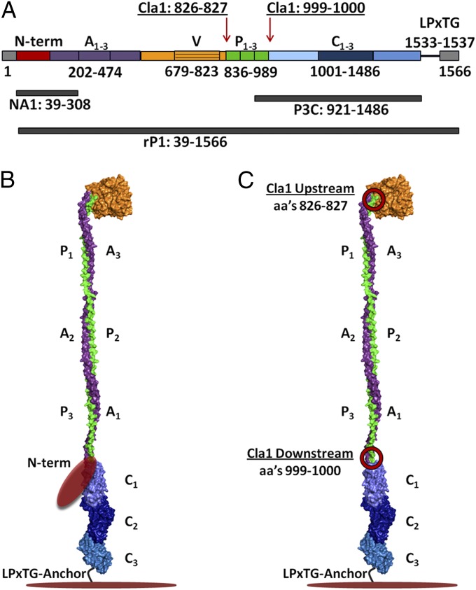 Fig. 1.