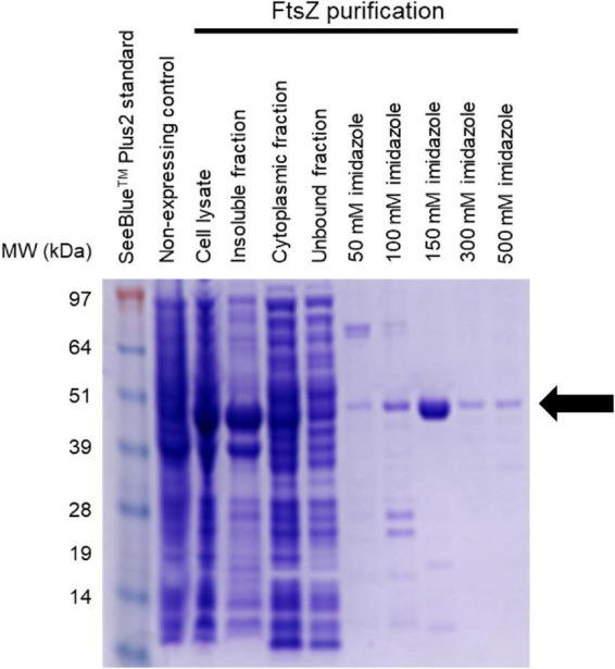 FIGURE 3