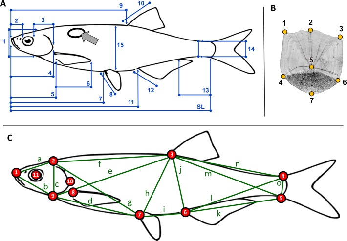 Fig 1