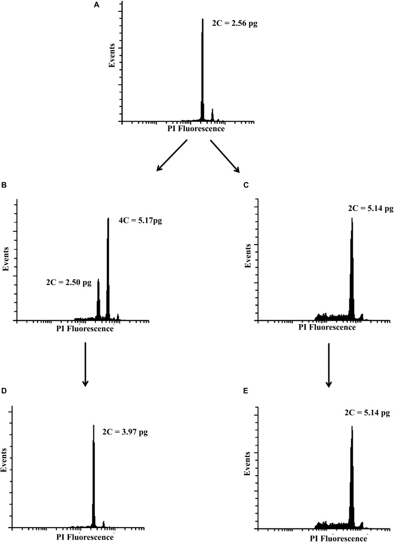 FIGURE 1