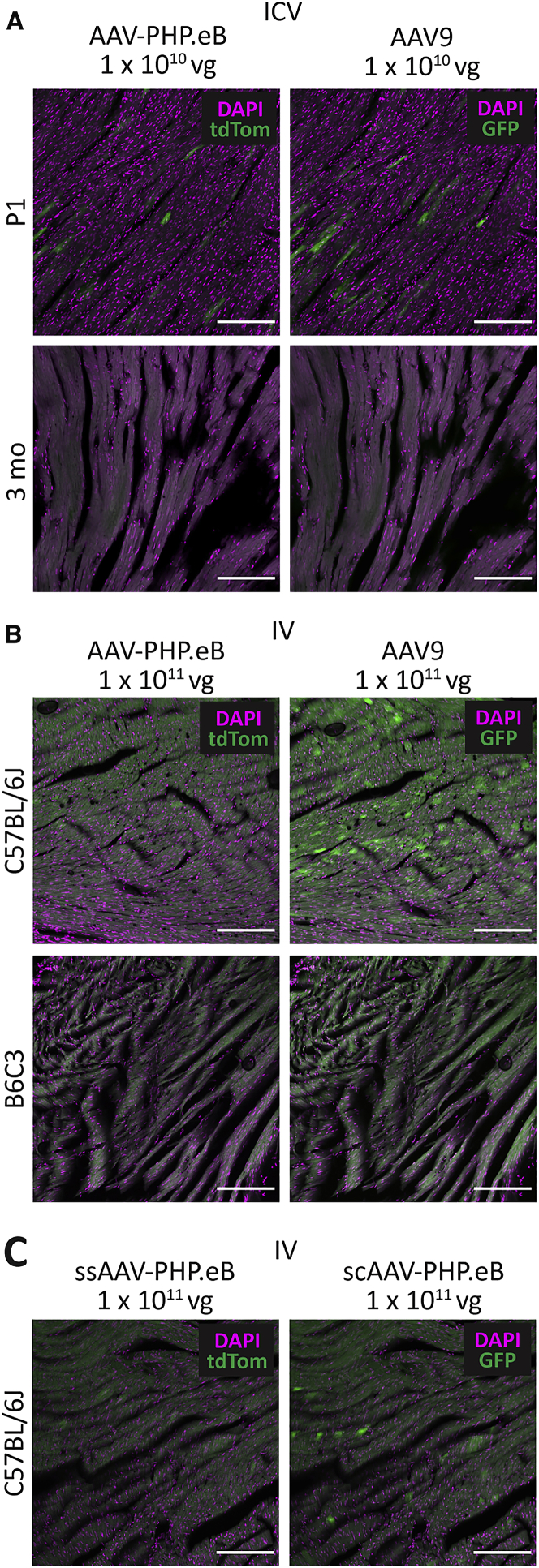 Figure 6