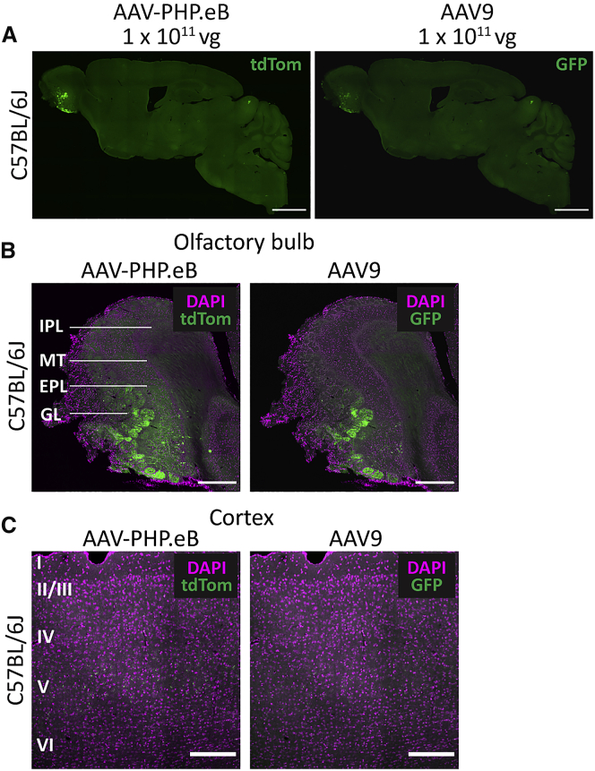 Figure 2