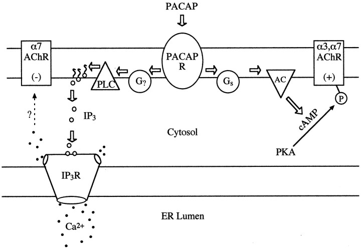 Fig. 8.