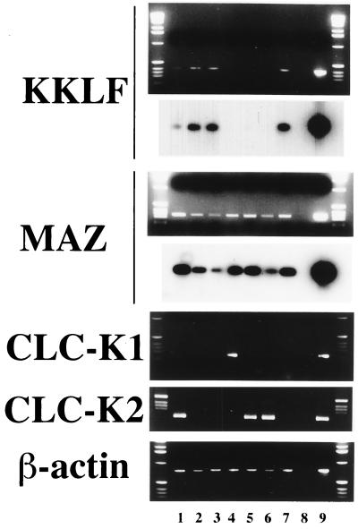 FIG. 7