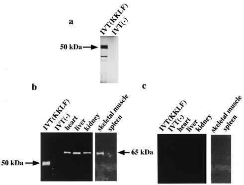 FIG. 5