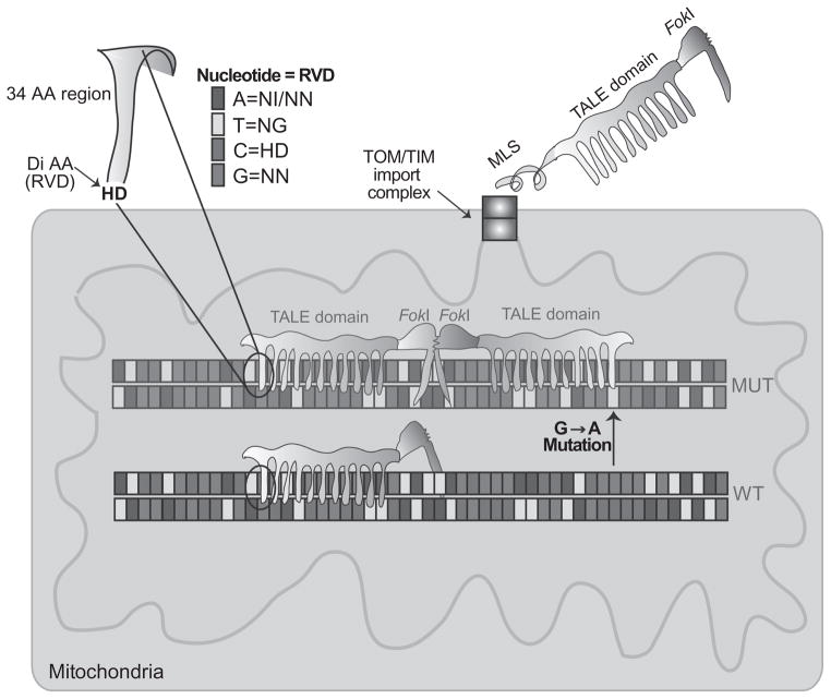 Figure 18.4