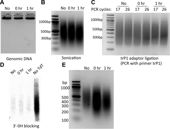 Fig. S9.