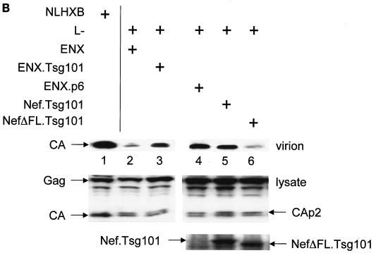 FIG. 5.