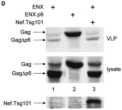 FIG. 5.