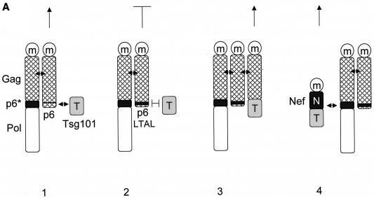 FIG. 5.