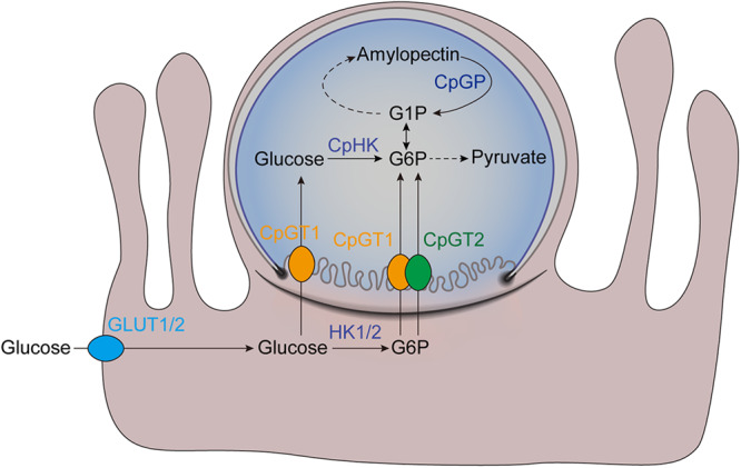 Fig. 6