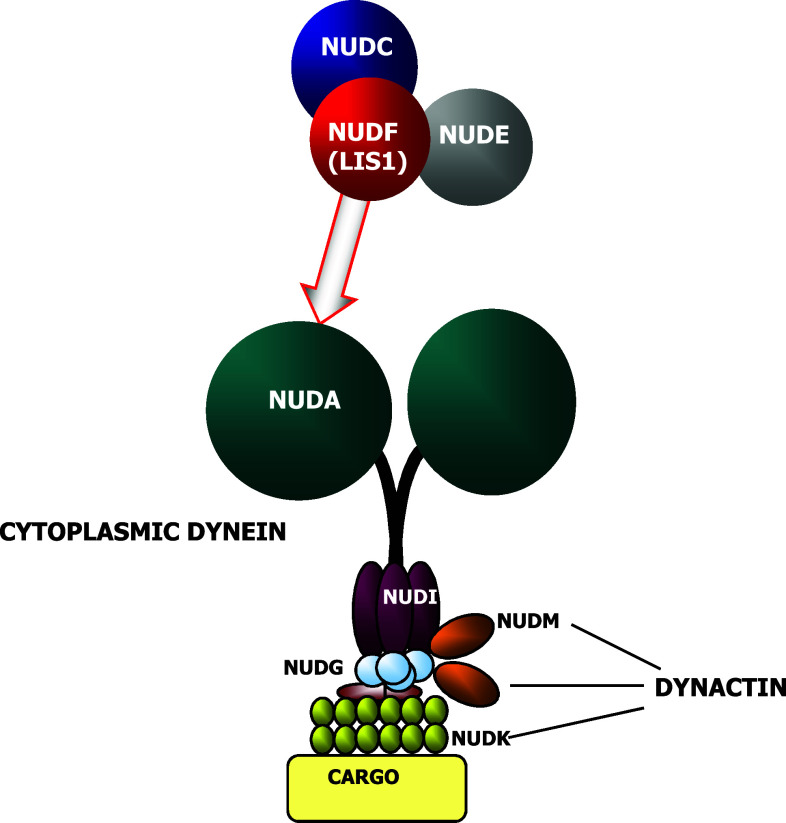 Fig. 1