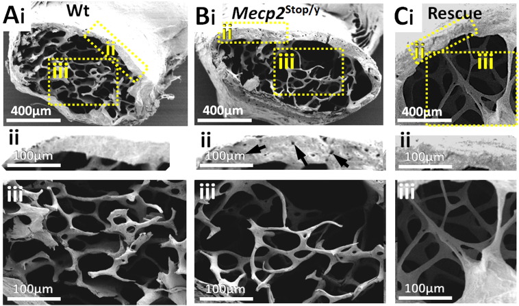 Fig. 9