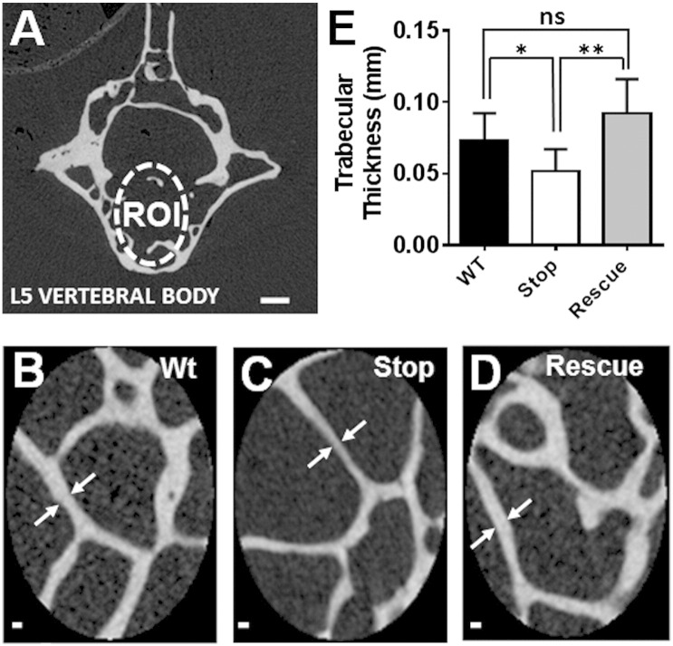 Fig. 10