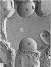 26P