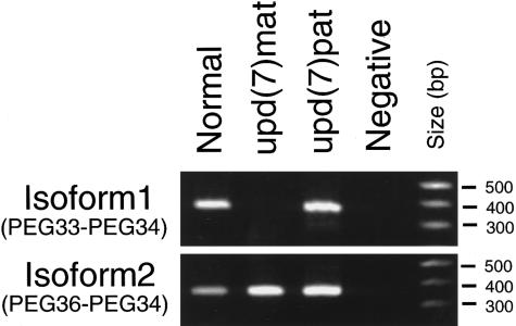 Figure  2