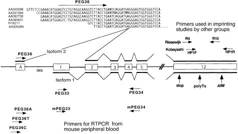 Figure  1